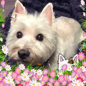 Meet your Posher, Sherrie